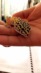 Eublepharis macularius