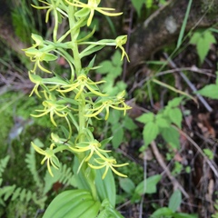 Habenaria novemfida