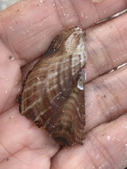 Pteria colymbus