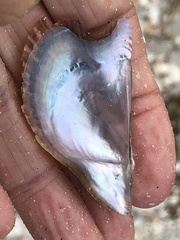 Pteria colymbus