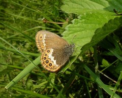 Coenonympha hero