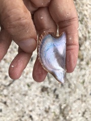 Pteria colymbus