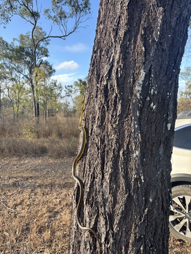 Common Tree Snake sighting