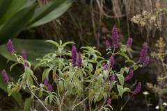Salvia brachyloba