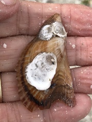 Pteria colymbus