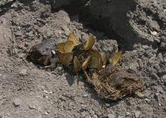 Coenonympha oedippus