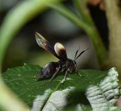 Myrmecopsis strigosa