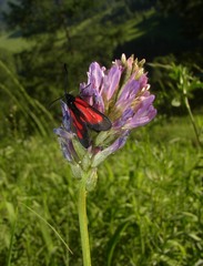 Zygaena osterodensis