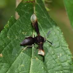 Myrmecopsis strigosa