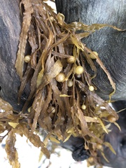 Sargassum filipendula