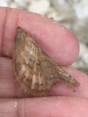 Pteria colymbus