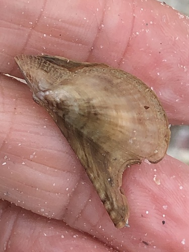 Atlantic Winged Oyster