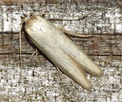 Holcocera immaculella