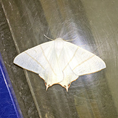 Ourapteryx maculicaudaria