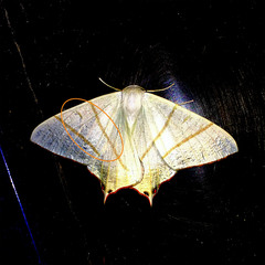 Ourapteryx maculicaudaria