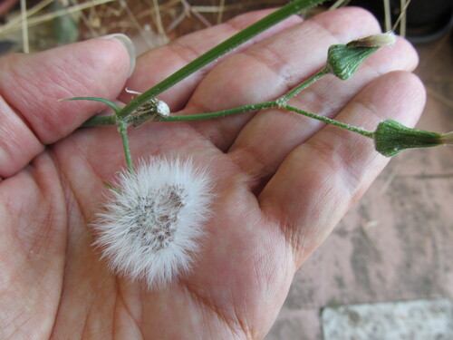 Sonchus tenerrimus iNat (2)
