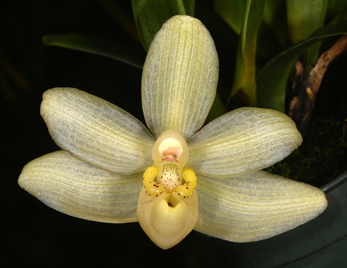 Stenia pallida