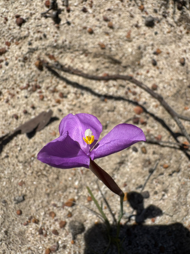 Rush Leaved Patersonia (Patersonia juncea)