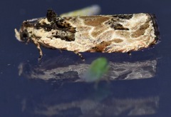 Olethreutes griseoalbana