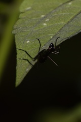 Derocrania