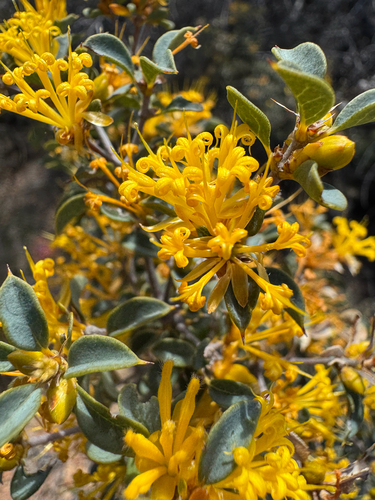 Holly-leaved Honeysuckle (Lambertia ilicifolia)