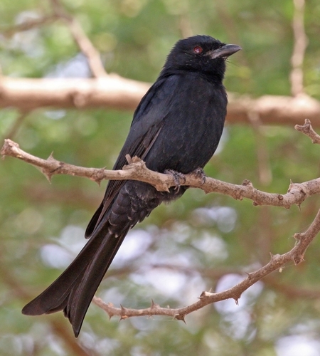 Fork-tailed Drongo
