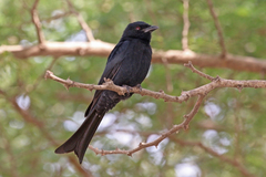 Fork-Tailed Drongo photo 3