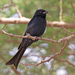 Glossy-backed Drongo - Photo (c) Charles J Sharp
, some rights reserved (CC BY-SA)