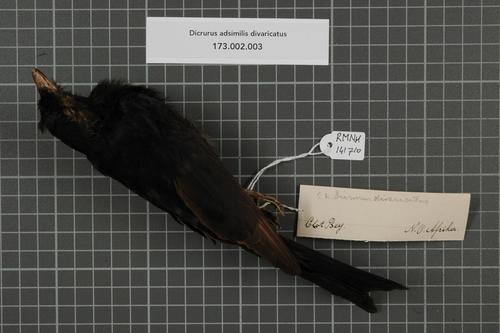 Fork-tailed Drongo