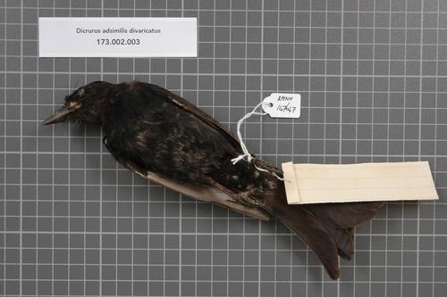 Fork-tailed Drongo