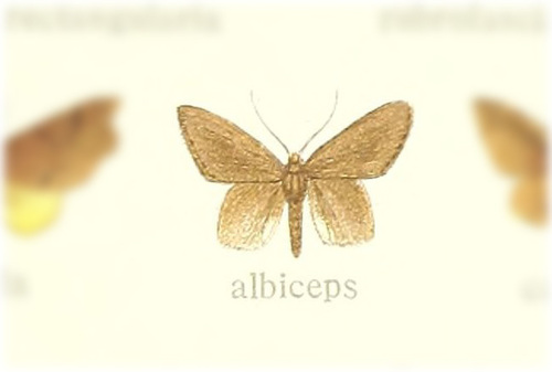 Capnophylla albiceps