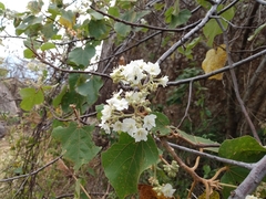 Dombeya ledermannii
