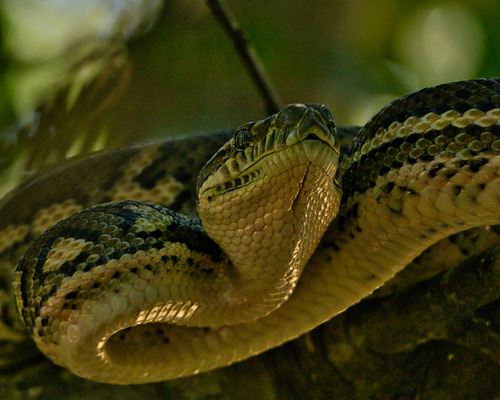 Coastal Carpet Python sighting