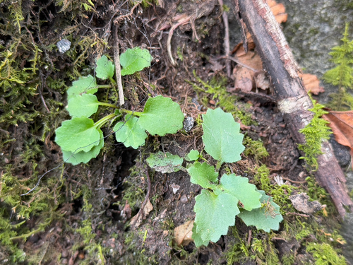 Carolina saxifrage (Micranthes caroliniana)