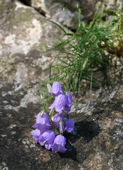 Campanula tanfanii
