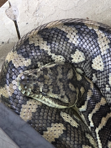 Coastal Carpet Python sighting