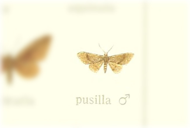 Antiplecta pusilla