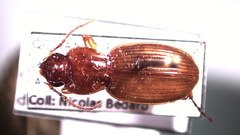 Pterostichus tristis