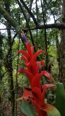Tillandsia candelifera