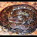Reticulated Python - Photo (c) Jakob, some rights reserved (CC BY-NC-SA)