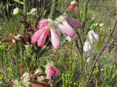 Erica pectinifolia