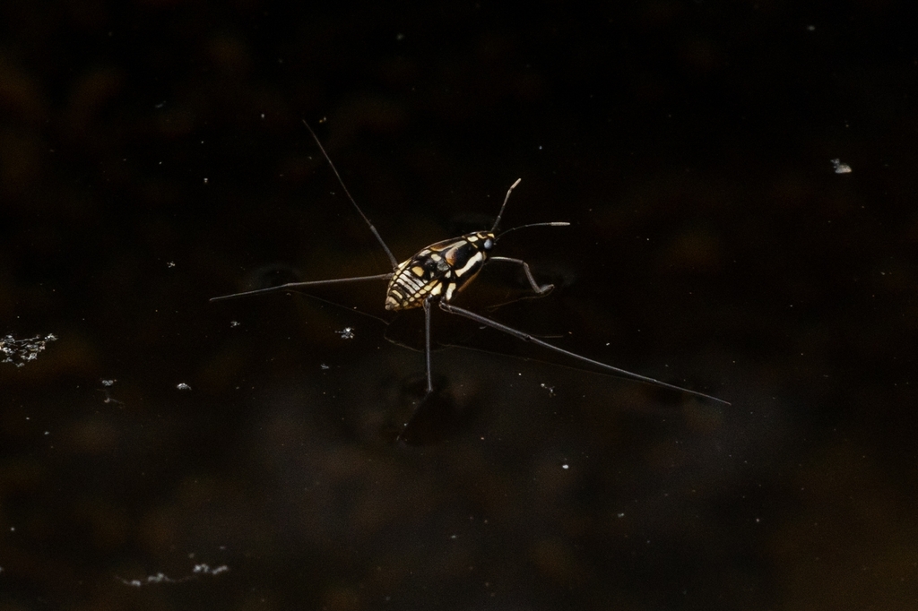 Halobatopsis platensis