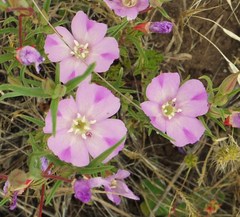 Clarkia purpurea viminea
