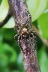 Colopsus