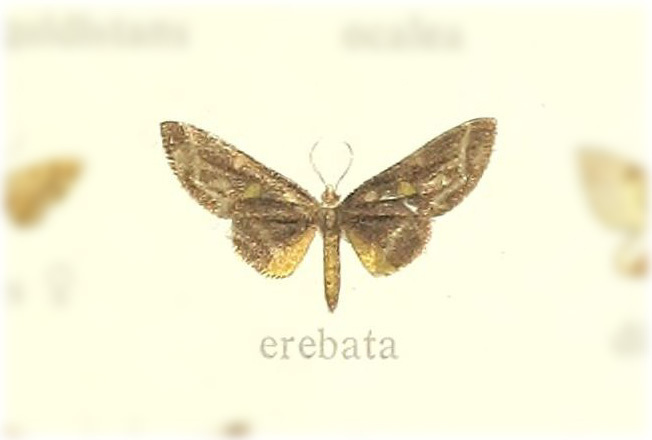Phazaca erebata