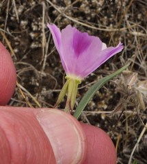 Clarkia purpurea viminea