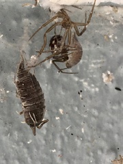 Steatoda grossa