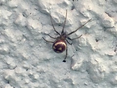 Steatoda grossa