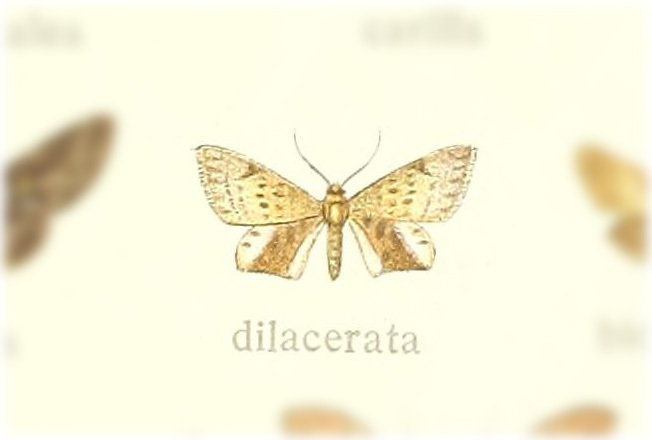 Gathynia dilacerata