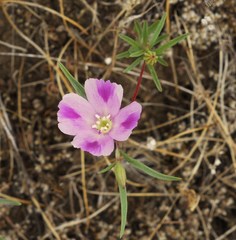 Clarkia purpurea viminea